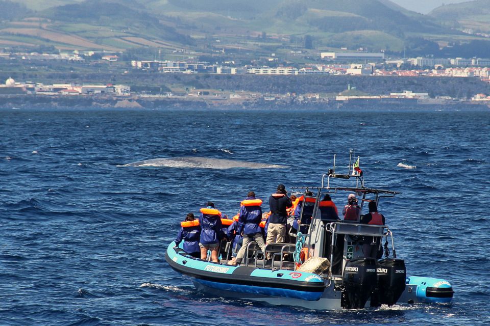 Whale and Dolphin Watching With Vila Franca Islet Visit - Snorkeling and Marine Life