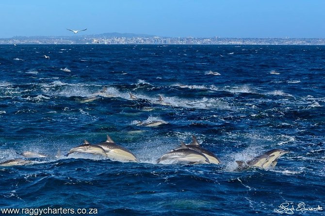 Whale, Dolphin & Penguin Island Cruise - Eco-Friendly Initiatives