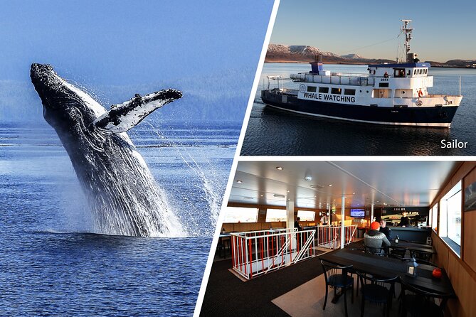 Whale Watching and Marine Life Tour in Reykjavik - Booking Information