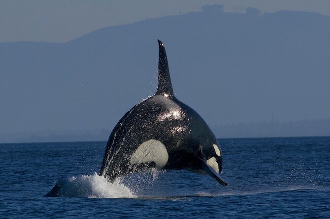 Whale Watching Cruise With Expert Naturalists - Duration and Tour Times