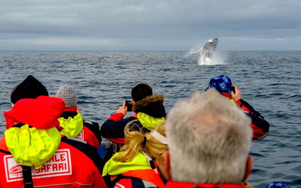 Whale Watching in Reykjavik by Speedboat - Inclusions and Exclusions