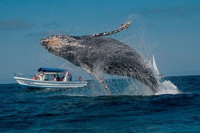 Whale Watching & Samana Bacardi Island - Buffet Lunch on the Island