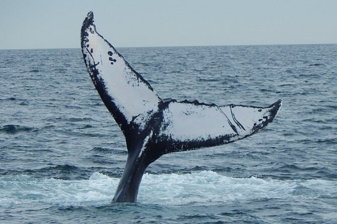 Whale Watching Tour in Gloucester - Whale Sighting Highlights