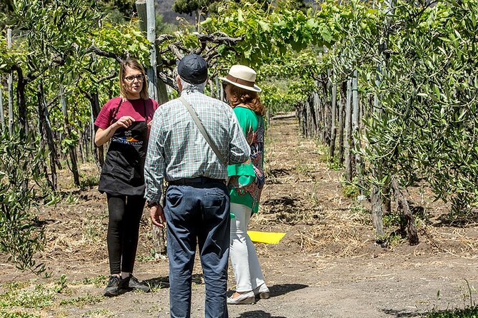 Wine Tasting on the Slopes of Vesuvius From Naples With Lunch - Booking and Confirmation