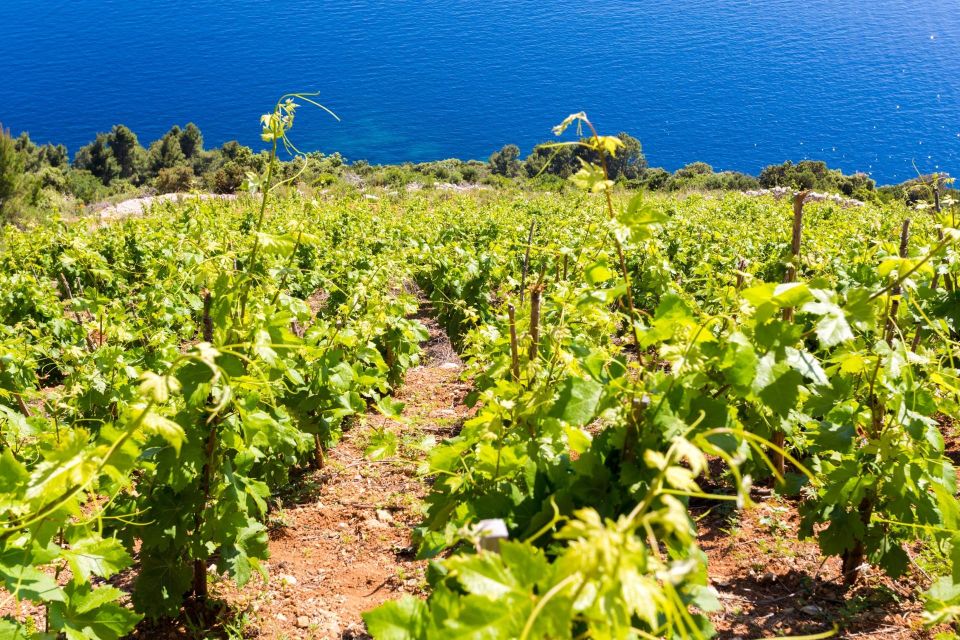 Winetasting in Konavle Valley and Gastro Tour From Dubrovnik - Highlights of the Tour