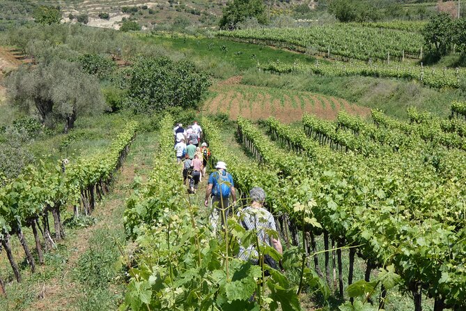 Winetasting Tour in Alpeta Winery - Roshnik Village by 1001 Albanian Adventures - Private Transportation and Tour Logistics