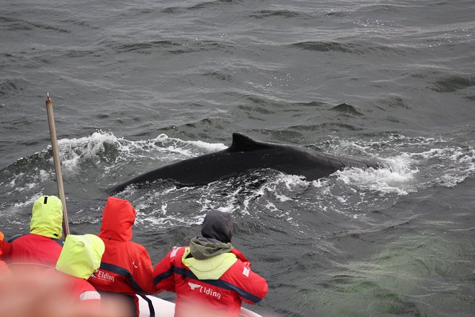 Winter Whale Watching & Northern Lights Cruise | Combo From Reykjavik - Booking and Cancellation