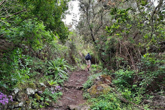 Wonderful Hike Through the Magic Forest of Tenerife - Weather Considerations