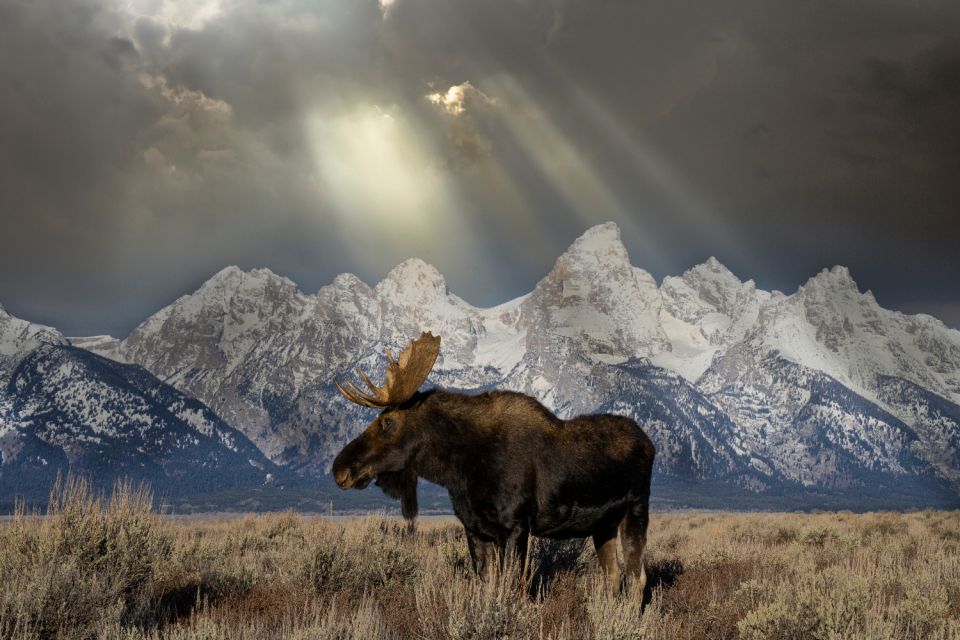 Wyoming: Grand Teton National Park Self-Guided Driving Tour - Customer Ratings and Feedback