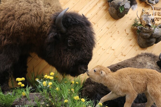 Yellowknife City Tour + Natures North Wildlife Gallery - Accessibility and Accommodations