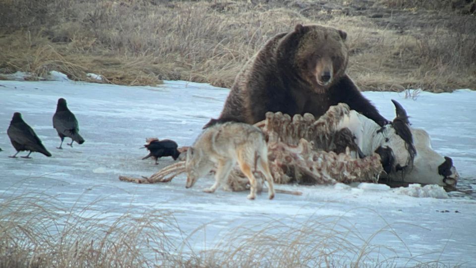 Yellowstone: Full-Day Private Guided Tour by Car With Lunch - Pickup and Drop-off Details