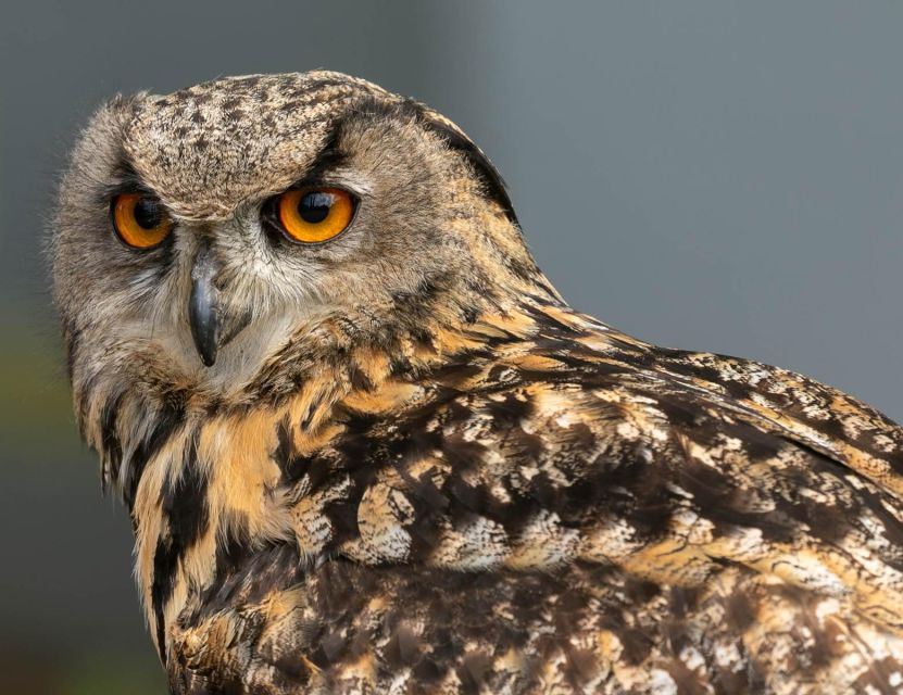 York: Entry to York Bird of Prey Centre - Booking and Pricing Details