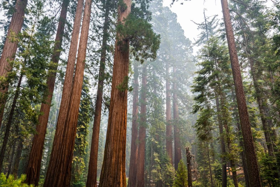 Yosemite National Park: App-Based Audio Guided Driving Route - Whats Included in the Tour