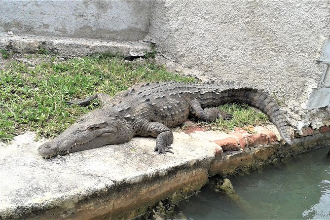 YS Falls and Black River Safari Guided Tour From Montego Bay and Grand Palladium - Riverside Lunch on Black River