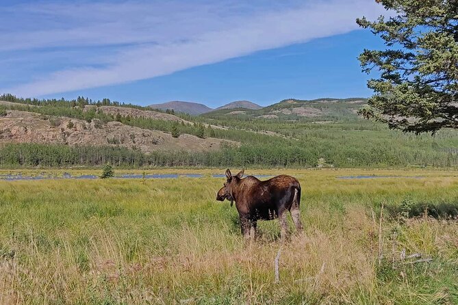 Yukon Wildlife Preserve & Eclipse Nordic Hot Springs - Flexible Cancellation and Weather Policy