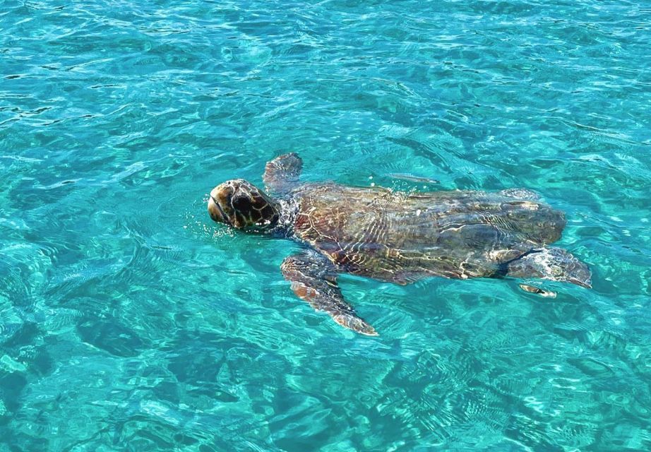 Zakynthos: Guided Boat Tour to Turtle Island With Swimming - Frequently Asked Questions