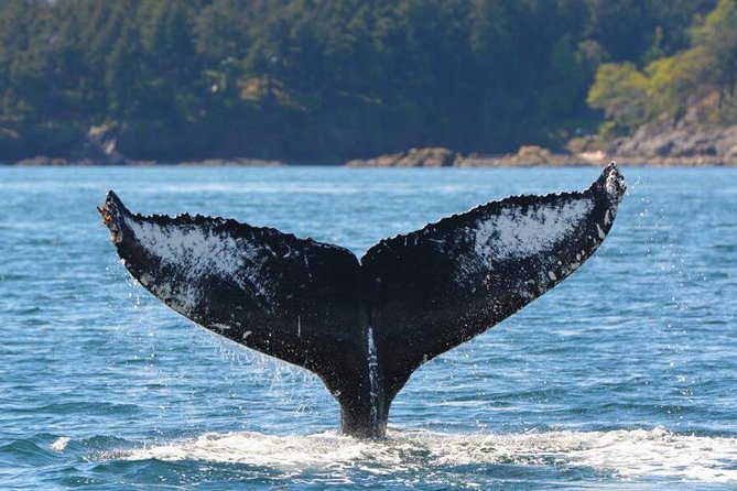 Zodiac Whale Watching Adventure From Victoria - Whale Guarantee