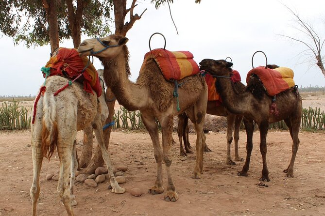 1-Hour Camel Ride and 1-Hour Quad Bike Ride in Marrakech. - Customer Reviews and Accolades