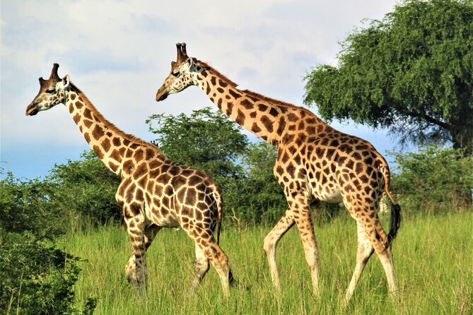 13 Days Private Tour to Discover Ugandas Best Safari - Reviews and Ratings