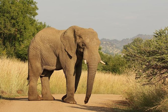 2-Days Pilanesberg Best Chance to View Big 5 With Private Extended Safari - Exploring Pilanesberg National Park