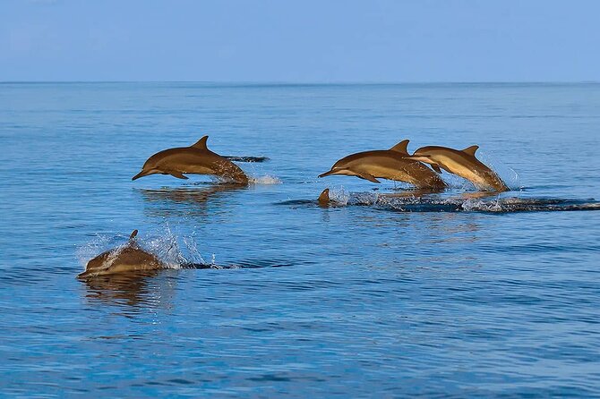 2 Hour Dolphin Watching Experience in Muscat - Traveler Reviews and Ratings