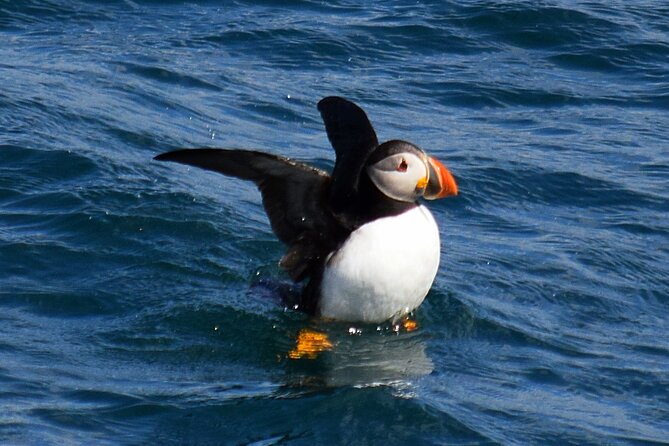 2-Hour Guided Boat Tour From St. Johns - Newfoundlands Natural Wonders