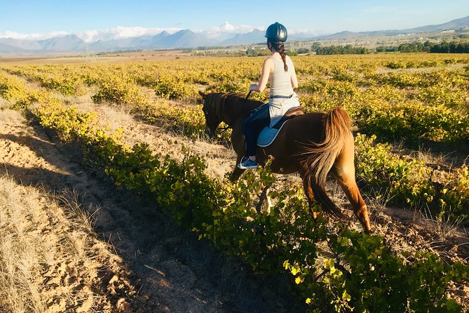 2 Hour Vineyard Trail Ride - Tour Inclusions and Exclusions