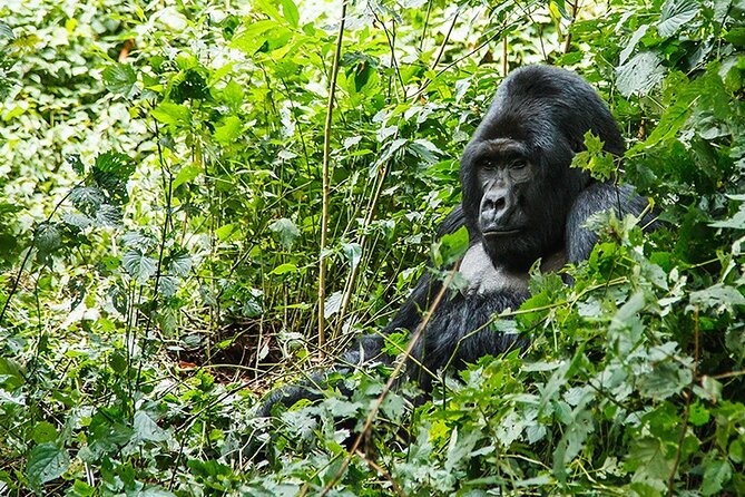 3-Day Gorillas Trekking and Batwa Experience - Booking and Confirmation