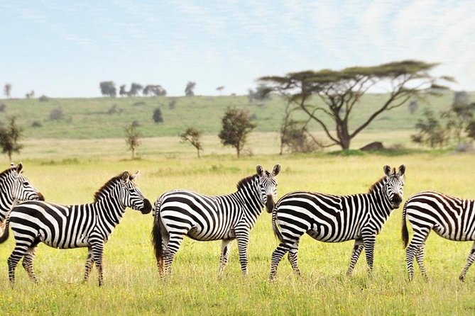 3-Day Maasai Mara Guided Safari From Nairobi - Sighting The Big Five