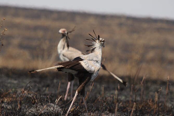 3-Day National Parks Safari From Arusha Including Tarangire - Transportation and Infant Policy