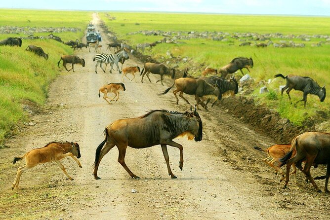 3-Day Ngorongoro Crater Manyara and Tarangire Safari From Arusha - Scenic Highlights