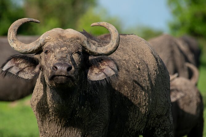 3-Day Ultimate Big Five Safari - Murchison Falls & Rhinos - Inclusions and Exclusions