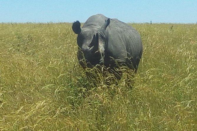 3 Days Adventurous Maasai Mara Budget Group Safari - Accessibility and Cancellation