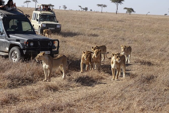 3 Days Group Joining Safari to Maasai Mara With a Land Cruiser Jeep - Balloon Safari Adventure