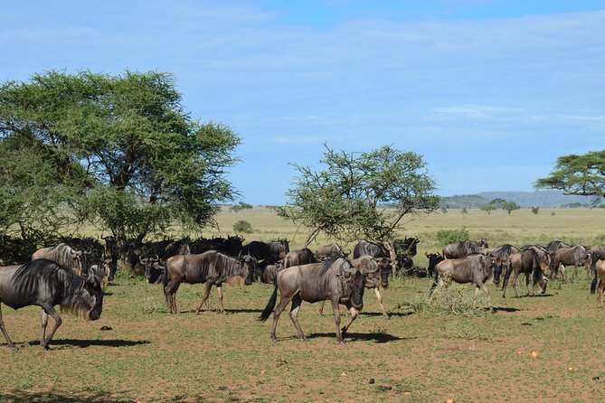 3DAYS Safari to Tarangire Ngorongoro and Manyara Lodge Safari - Health and Accessibility Considerations