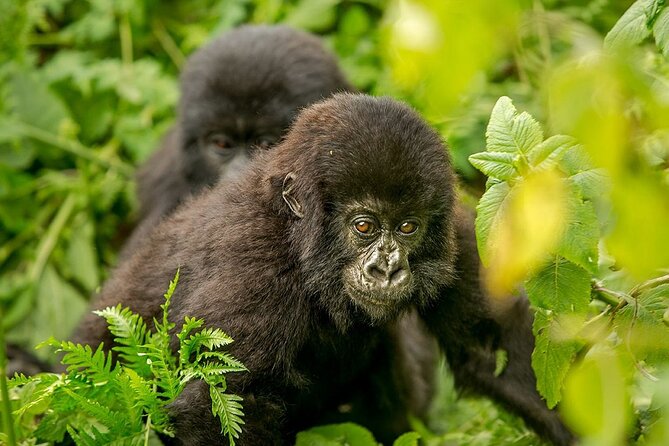 4 Day Gorilla Trekking & Golden Monkeys - Accommodation