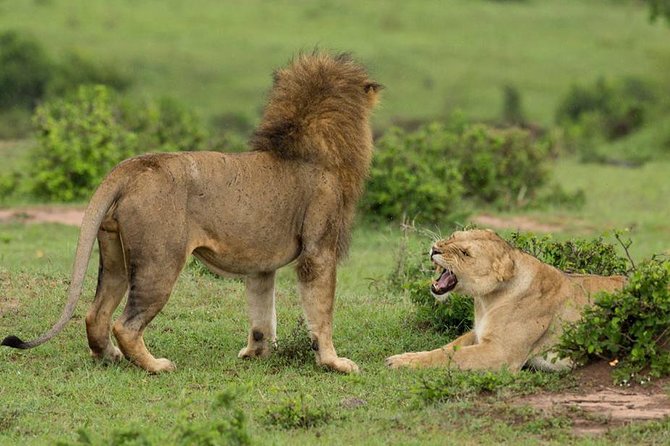 4-Day Maasai Mara and Lake Nakuru Safari From Nairobi - Transportation and Accommodations