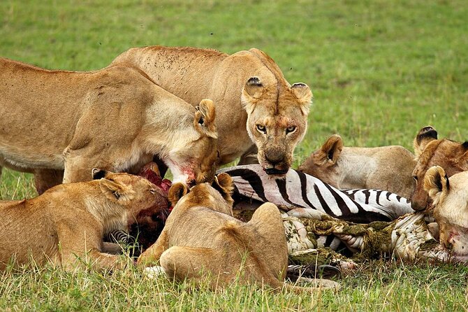 4 Day Ngorongoro Crater Tarangire and Serengeti National Park - Booking Information