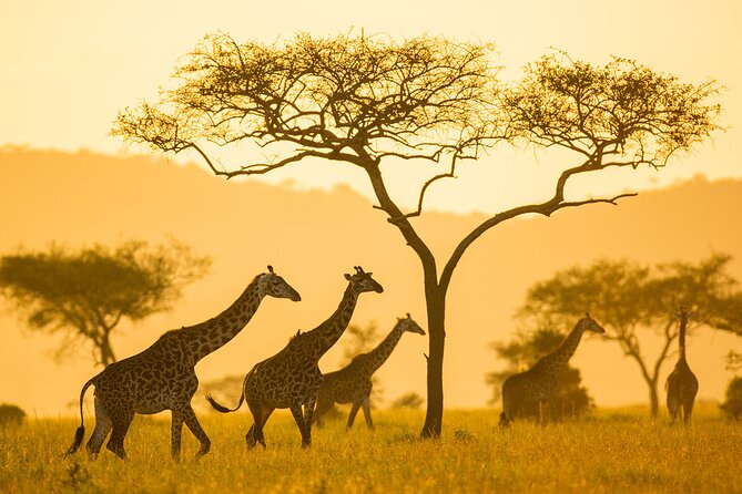 4-Day Small-Group Safari in Tarangire, Ngorongoro and Serengeti - Booking Information