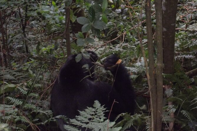 4 Days Gorilla and Chimps Trek Safari - Booking and Confirmation