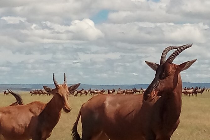 4 Days Safari to Lake Nakuru N/P and Maasai Mara N/R - Safari Availability and Duration