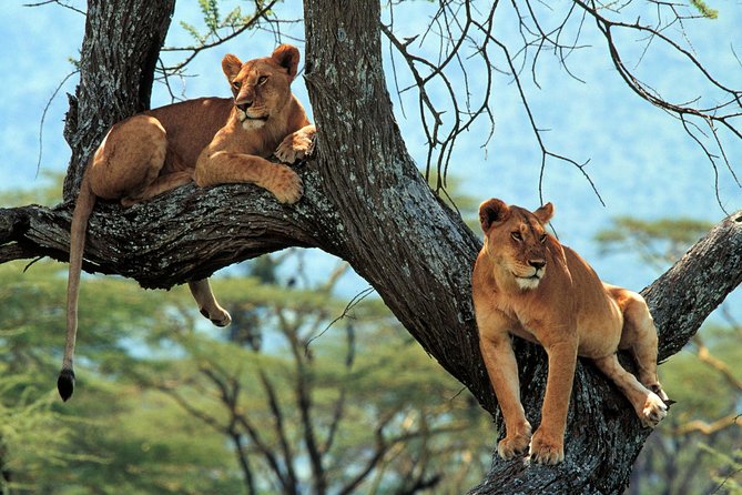 4 Days Tarangire, Serengeti & Ngorongoro Crater Joining Group Safari Tour - Tarangire National Park Exploration