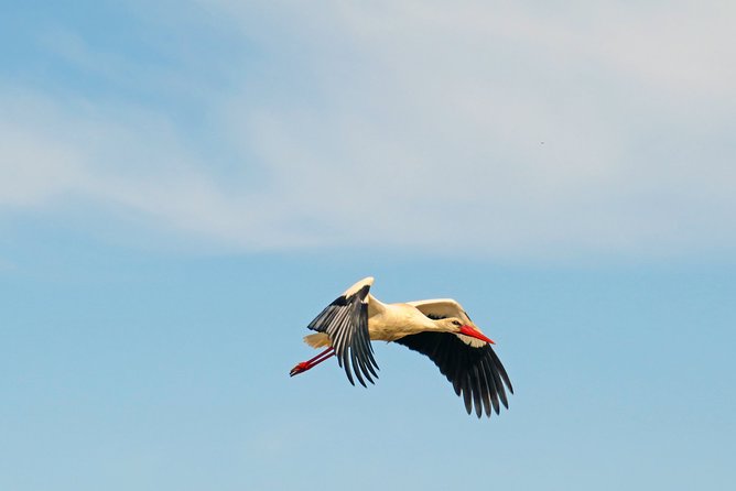 4-Hour Private Boat Tour in Ria Formosa - Pricing and Cancellation Policy