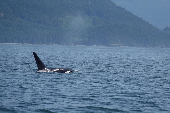 4 Hour Zodiac Whale and Wildlife Tour - Refund and Weather Conditions