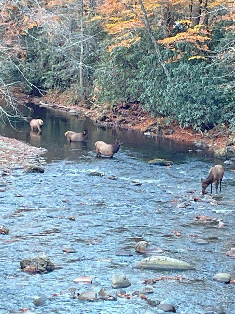 (4 HR) GUIDED Smoky Mountain UTV Eco Elk Adventure - Departure Location