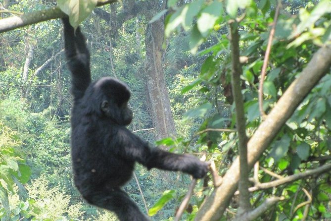 5 Day Gorillas, Wildlife and Kalinzu Forest Chimp Trek - Pickup and Ticket Redemption