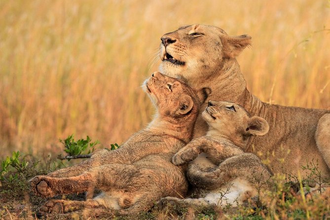 5 Day Mid Range Tanzania Safari - Pricing Information