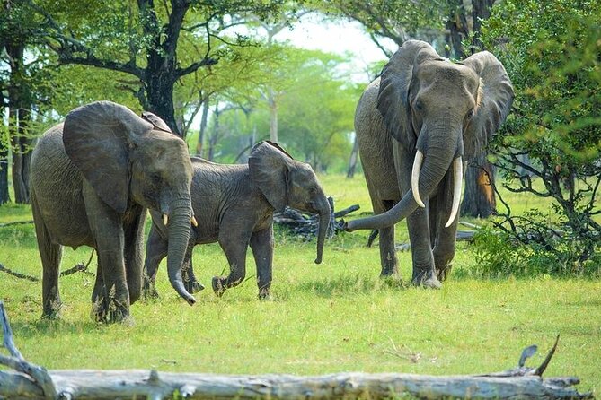 5 Day Safari Tour to Tarangire Lake Manyara and the Ngorongoro - Maasai Boma Excursion