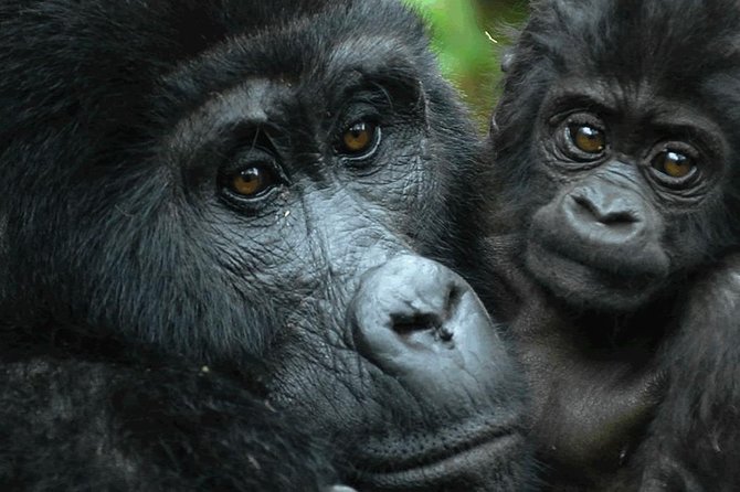 5 Days Gorilla & Wildlife Safari in Uganda - Wildlife Sightings