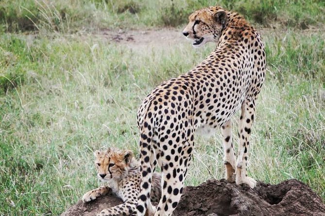 5 Days Safari, Hiking & Culture (Serengeti & Kilimanjaro) - What to Expect